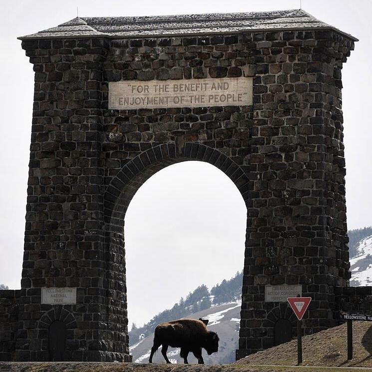 Animal groups are urging tourists not to visit Wyoming after a man hit a wolf then took it to a bar